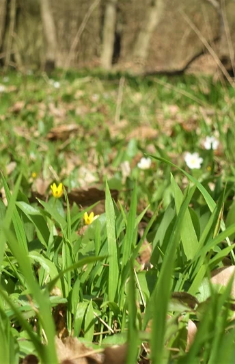 Bärlauchfeld an der Alten Burg Warberg
