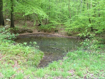 Quellbereich Rothebach