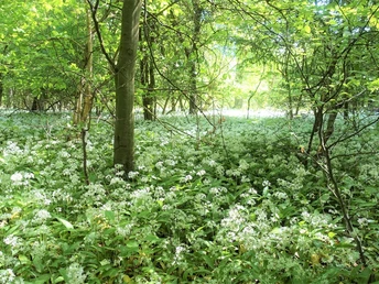 Bärlauchfeld am Wegesrand