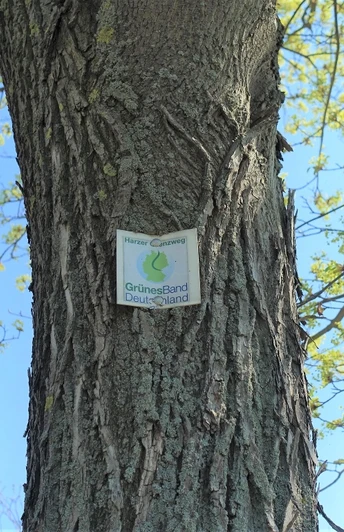 Grünes Band Deutschland im Altfeld bei Abbenrode