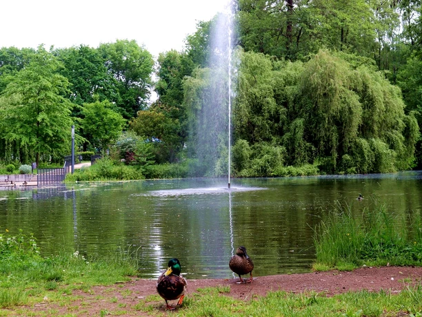 nordhausen-stadtpark-see-enten-Jessica-Piper.jpg