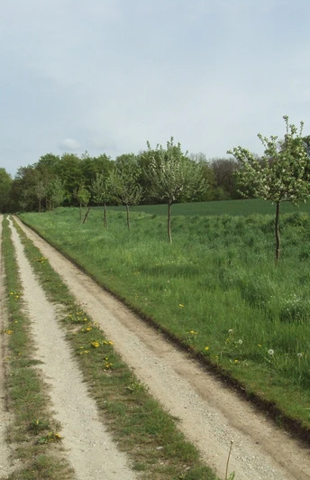 Wanderwege Salzgitter-Bad, Feldweg Strecke Nr. 4 und Nr. 6