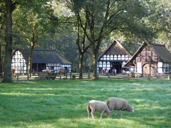 Museumshof 1.jpg Zwei Schafe grasen vor Fachwerkhäusern, umgeben von Bäumen, an einem sonnigen Herbsttag.