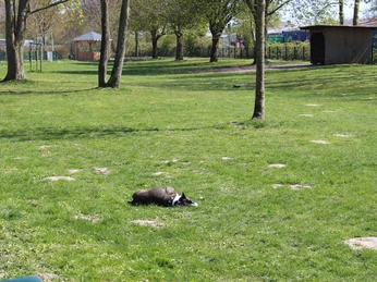 Otterndorf Hundewiese Stadtpark