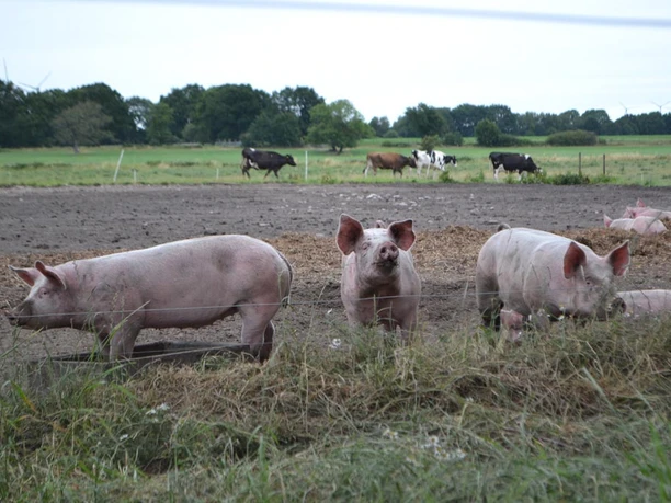 Hof Icken Schweineweide.jpg