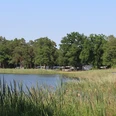 Campingplatz Hämelsee Ein stiller See umgeben von hohen Bäumen und Gräsern mit einem entfernten Campingbereich im Hintergrund.