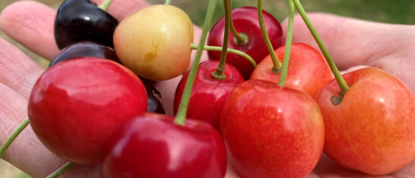 bunte Kirschen in der Hand.jpg