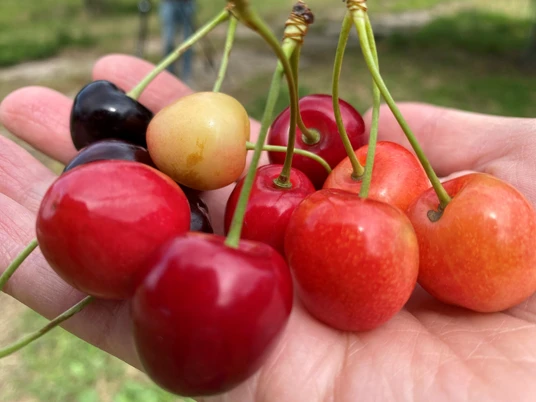 bunte Kirschen in der Hand.jpg