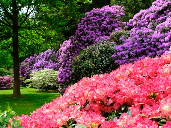 DSCF0421_bearbeitet.jpg Ein blühender Garten mit leuchtenden rosa und violetten Rhododendronbüschen vor grünen Bäumen.