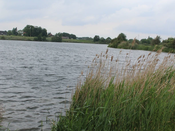 Alte Weser Blick auf den Fluss Alte Weser mit Schilfbewuchs am Ufer unter bewölktem Himmel.