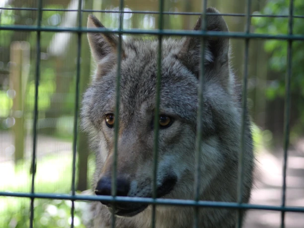 Wolfcenter Dörverden Large, gray wolf behind a fence looks attentively into the camera with warm, brown eyes.