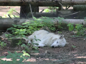 Wolfcenter DörverdenWolfcenter DörverdenUlvecenter DörverdenWolfcentrum Dörverden