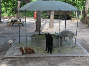 Lorenzo´s Land Alpaka Farm Drei Alpakas fressen unter einem metallenen Unterstand auf einer offenen Fläche im Schatten von Bäumen.