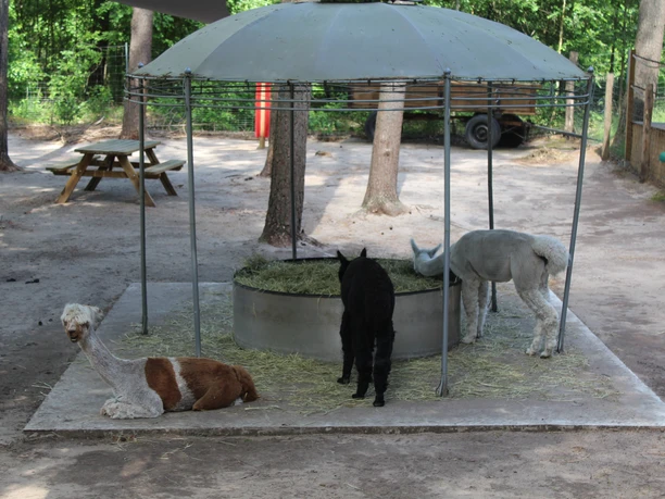 Lorenzo´s Land Alpaka Farm Drei Alpakas fressen unter einem metallenen Unterstand auf einer offenen Fläche im Schatten von Bäumen.
