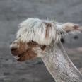 Ein Alpaka mit flauschigem Fell und wuscheligen Ohren steht auf einem sandigen Boden im Freien.