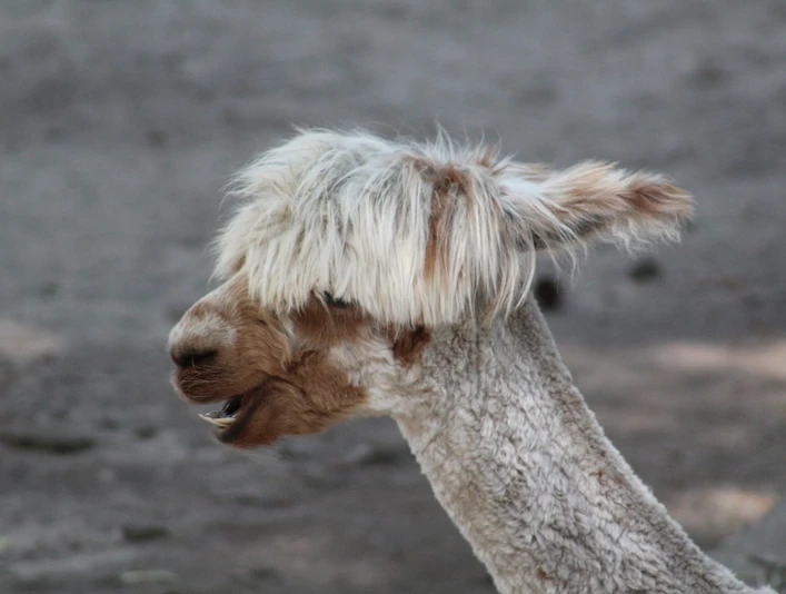 Ein Alpaka mit flauschigem Fell und wuscheligen Ohren steht auf einem sandigen Boden im Freien.