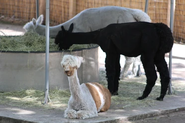 Three alpacas are eating hay in a fenced-in pen on a farm in a rural setting.