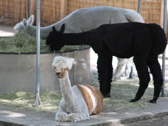 Lorenzo´s Land Alpaka Farm Drei Alpakas fressen Heu in einem eingezäunten Gehege auf einem Bauernhof in einer ländlichen Umgebung.
