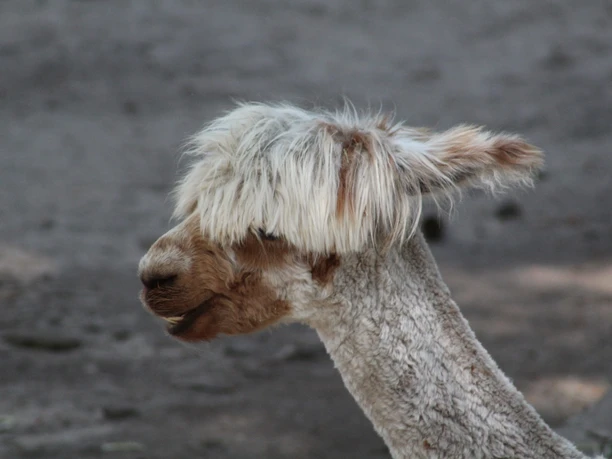 Lorenzo´s Land Alpaka Farm Porträt eines Alpakas mit weißem, flauschigem Fell und markanten Augen, seitlich im Sonnenschein.