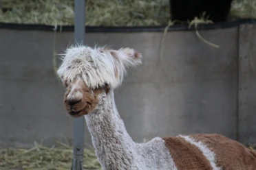 A shorn alpaca with a fluffy tuft on its head looks curiously at the camera, surrounded by straw.