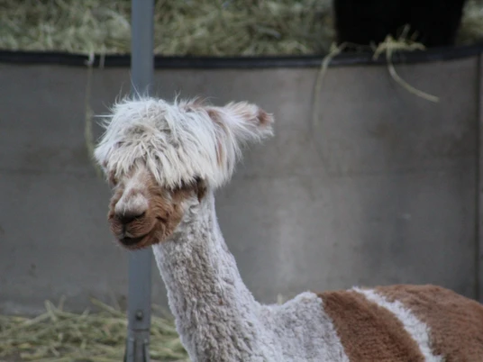 Lorenzo´s Land Alpaka Farm Ein geschorenes Alpaka mit wuscheligem Schopf schaut neugierig umgeben von Stroh in die Kamera.