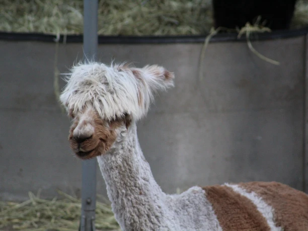 Lorenzo´s Land Alpaka Farm Ein geschorenes Alpaka mit wuscheligem Schopf schaut neugierig umgeben von Stroh in die Kamera.