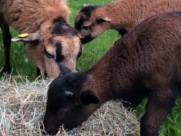 Ferienwohnung Schafsblick in Kirchtimke Ferienwohnung Schafsblick in Kirchtimke