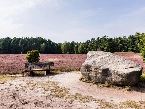 Hermann Löns Gedenkstein in der blühenden Klein Bünstorfer Heide