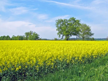 Gelbblühende Rapsfelder bei Vorwerk Gelbblühende Rapsfelder bei VorwerkRapeseed fields in yellow bloom near VorwerkGulblomstrende rapsmarker nær VorwerkGeelbloeiende koolzaadvelden bij Vorwerk
