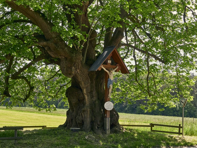 Die Predigerlinde in Bad Laer