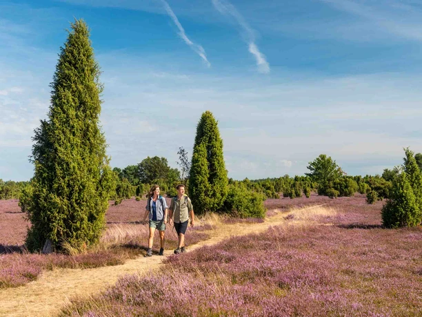 Hikers in the juniper forest Schmarbeck in the South Heath Nature Park Hikers in the juniper forest Schmarbeck in the South Heath Nature Park