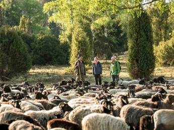 Heidschnucken Herde in der Oberoher Heide im Naturpark Südheide Heidschnucken Herde in der Oberoher Heide im Naturpark SüdheideHeidschnucken herd in the Oberoher Heide in the South Heath Nature Park
