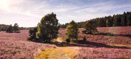 Misselhorner Heath in the South Heath Nature Park Misselhorner Heath in the South Heath Nature Park