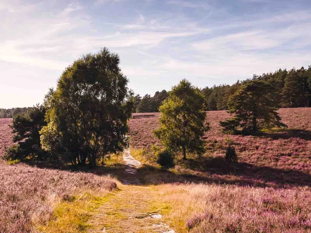 Misselhorner Heath in the South Heath Nature Park Misselhorner Heath in the South Heath Nature Park