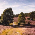 Misselhorner-Heide im Naturpark Südheide Misselhorner-Heide im Naturpark SüdheideMisselhorner Heath in the South Heath Nature Park