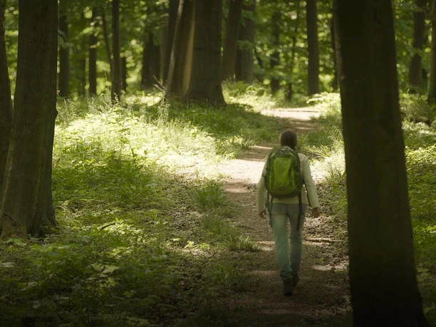 unterwegs auf der Bärenkopfroute Eine Person wandert mit grünem Rucksack auf einem Pfad durch einen dichten, lichten Wald.