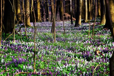 Lerchenspornblüte im Frühjahr Lila und weiße Lerchenspornblüten bedecken den Waldboden im Frühjahr, umgeben von hohen Baumstämmen.