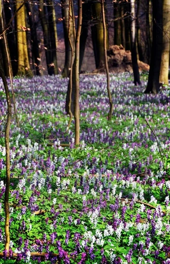 Lerchenspornblüte im Frühjahr Lila und weiße Lerchenspornblüten bedecken den Waldboden im Frühjahr, umgeben von hohen Baumstämmen.