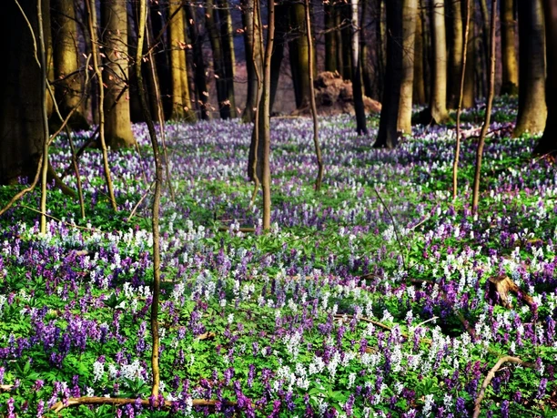 Lerchenspornblüte im Frühjahr Lila und weiße Lerchenspornblüten bedecken den Waldboden im Frühjahr, umgeben von hohen Baumstämmen.