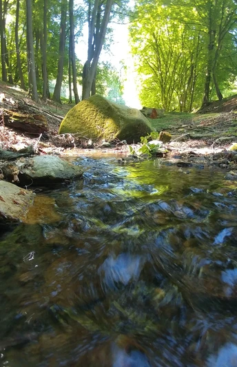 Ein sanft plätschernder Bach fließt durch einen bewaldeten Bereich, umgeben von Felsen.