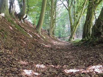 Ein leicht abschüssiger, mit Laub bedeckter Waldweg, umrahmt von hohen, dichten Bäumen.