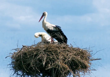 Zwei Störche stehen in einem großen Nest auf einem Mast vor blauem Himmel mit Wolken.