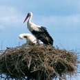 Zwei Störche stehen in einem großen Nest auf einem Mast vor blauem Himmel mit Wolken.