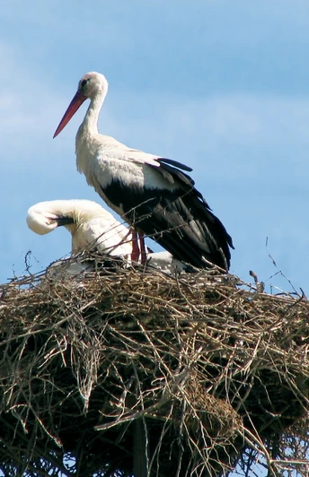 Zwei Störche stehen in einem großen Nest auf einem Mast vor blauem Himmel mit Wolken.