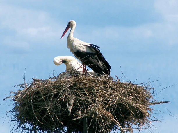 Zwei Störche stehen in einem großen Nest auf einem Mast vor blauem Himmel mit Wolken.
