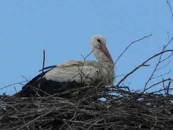 Ein Weißstorch sitzt im Nest aus Zweigen, umgeben von klarem blauen Himmel und einigen Ästen.