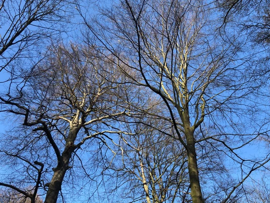 Erhabene, kahle Baumwipfel erheben sich gegen einen strahlend blauen Himmel an einem klaren Tag.