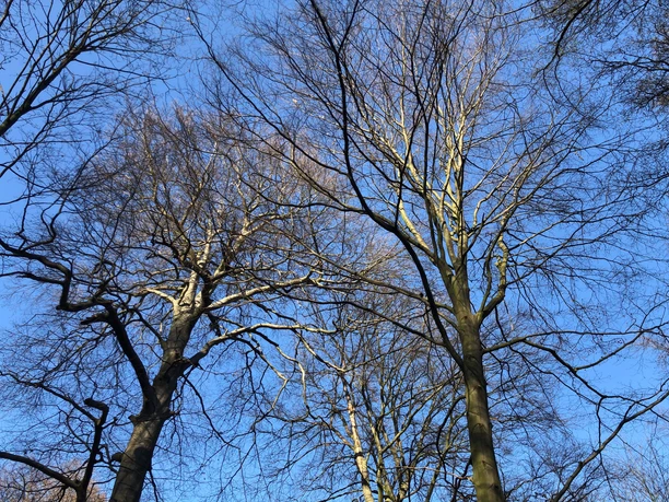 Erhabene, kahle Baumwipfel erheben sich gegen einen strahlend blauen Himmel an einem klaren Tag.