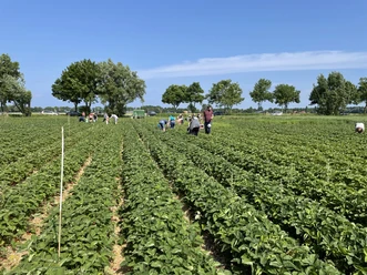 Zenker Gemüsehof Menschen pflücken Erdbeeren auf weitläufigem Feld unter blauem Himmel mit Bäumen im Hintergrund.