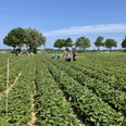 Zenker Gemüsehof Menschen pflücken Erdbeeren auf weitläufigem Feld unter blauem Himmel mit Bäumen im Hintergrund.